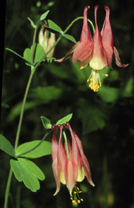 columbine
